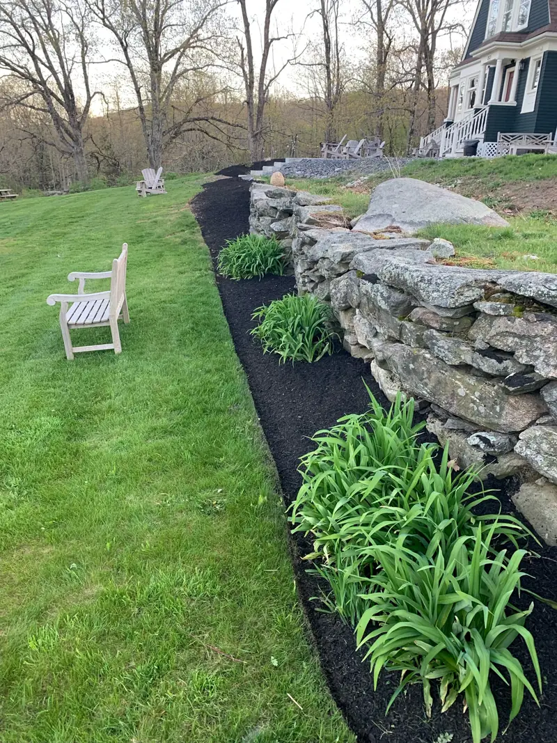 Daylily bed along a dry-laid stone wall