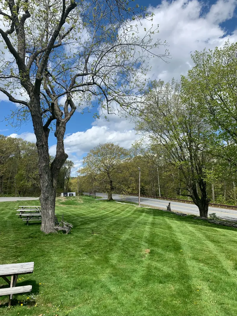 Striped lawn under tall trees