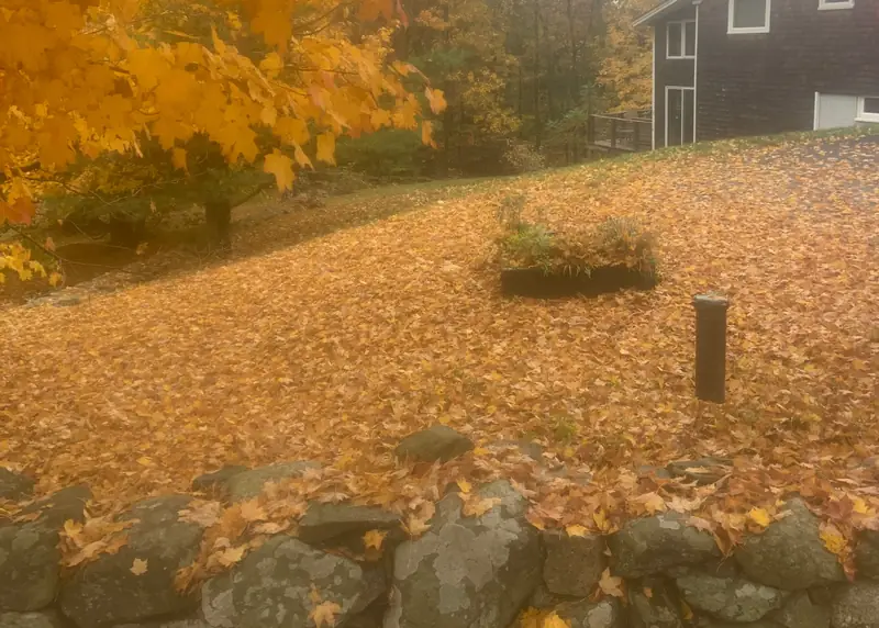 Fall leaves covering a lawn before a cleanup