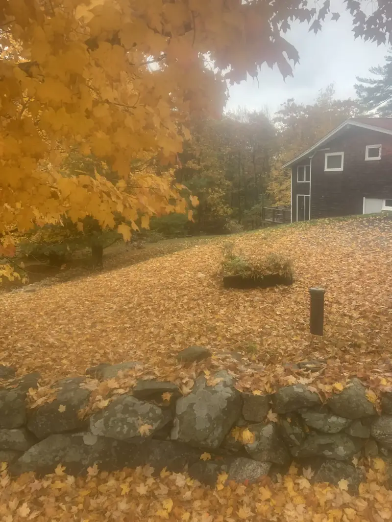 Autumn leaves on a property ready for a fall cleanup