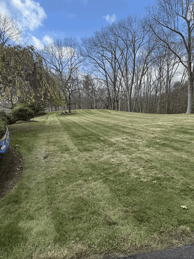 Large lawn edged by mature trees
