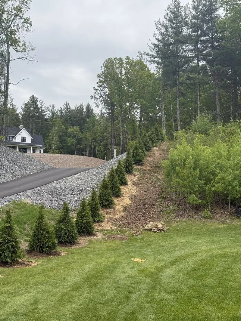 Row of new arborvitae planted along a property line