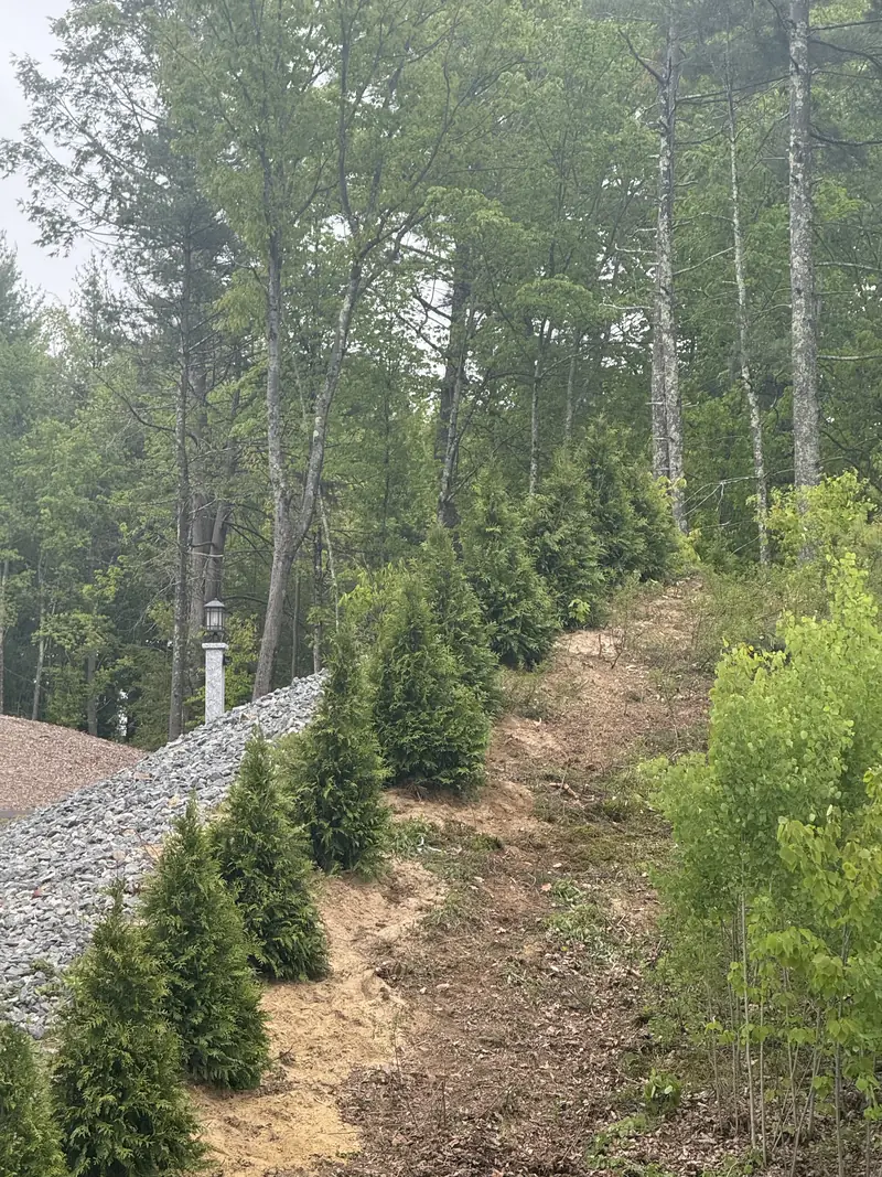Newly planted arborvitae screen along a driveway