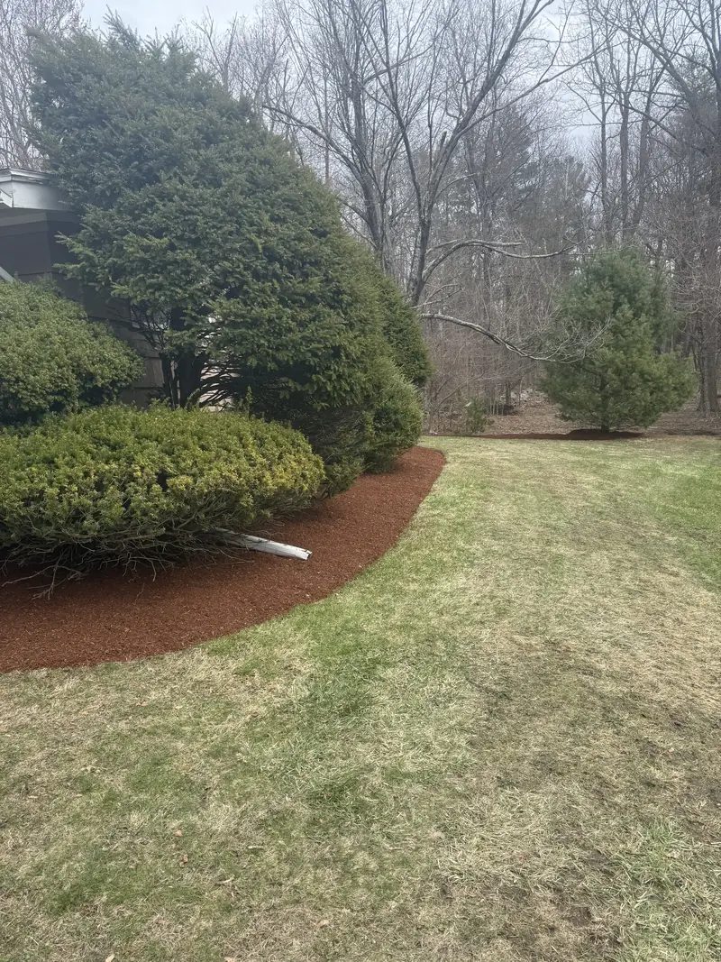 Fresh mulch around shrubs beside a lawn