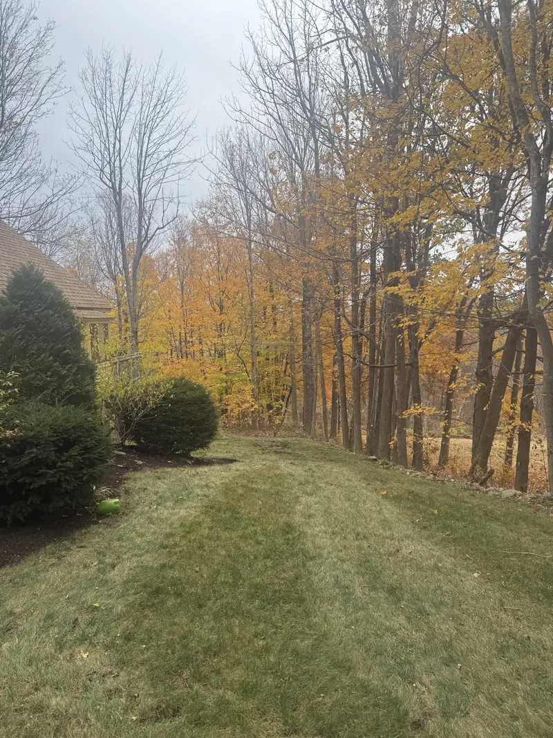 Lawn cleared of leaves after a fall cleanup