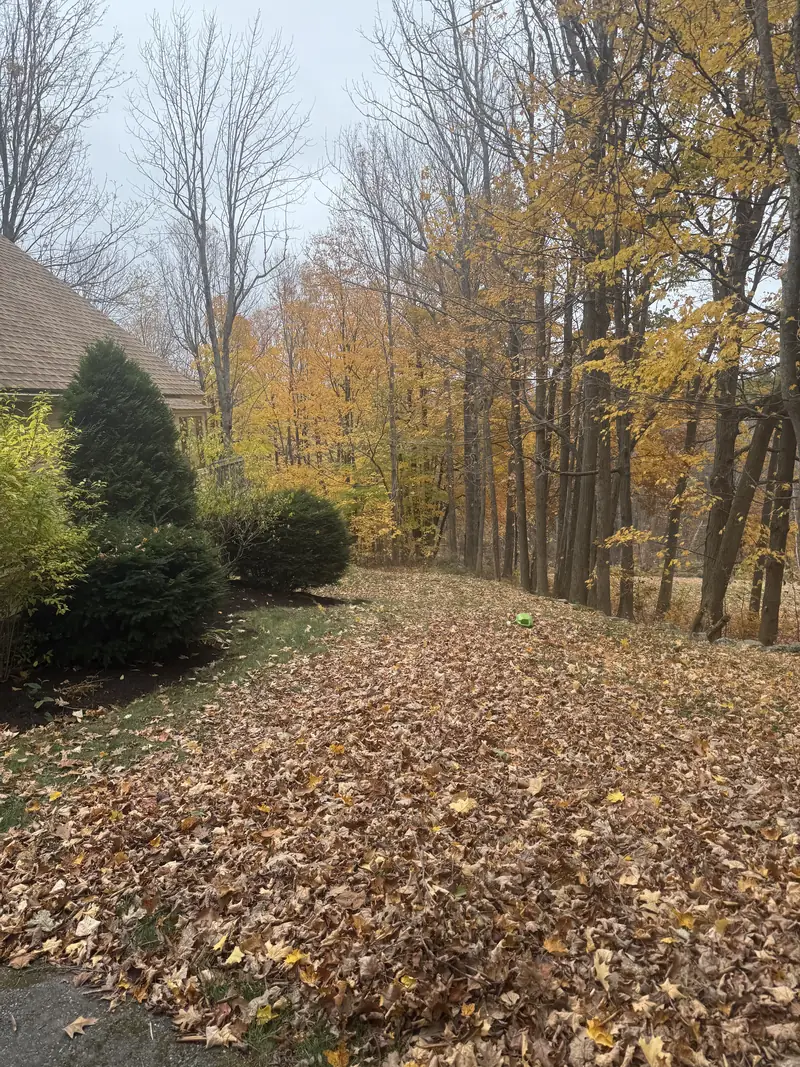 Leaf-covered lawn before a fall cleanup