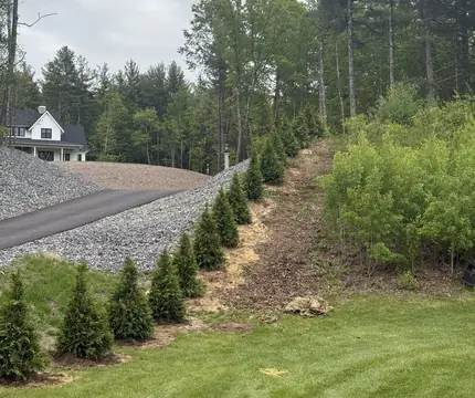 Row of new arborvitae planted along a property line